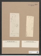 Pleurosigma sp. (de-Toni-Nr.: Genus 13, Species 1018 ?, 1001 ?) Zeichnungen Sammlung Grunow Nr. 2140 (NHMW-BOT-W0369182)
